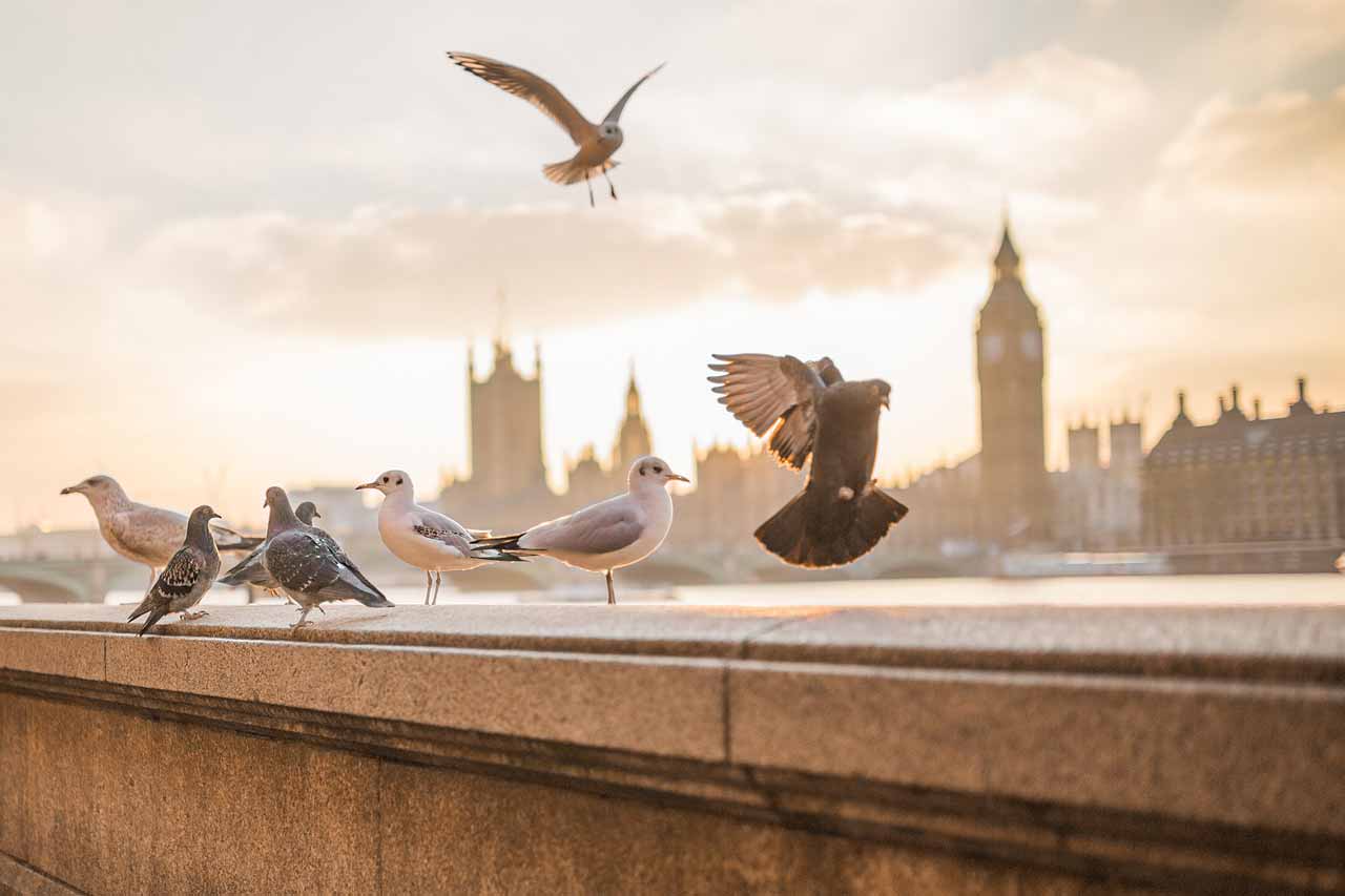 img-birds-1280x853.jpg